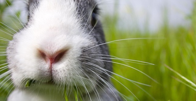 rabbit-3-660x330