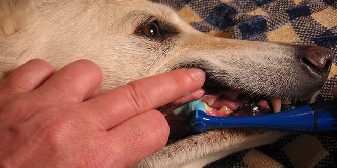 Dog Dental Health