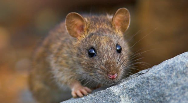 Leptospirosis Outbreak