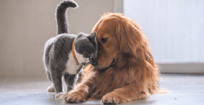 Desexing your cat or dog