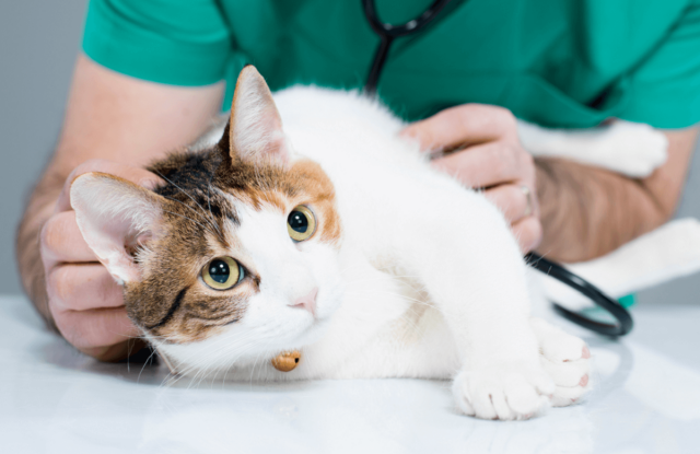 Health check for your pet cat