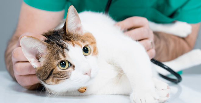 Health check for your pet cat