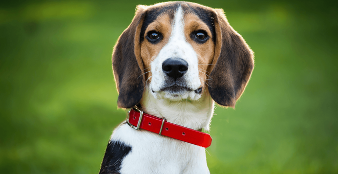 Preparing your pet for a stress-free visit to the vet
