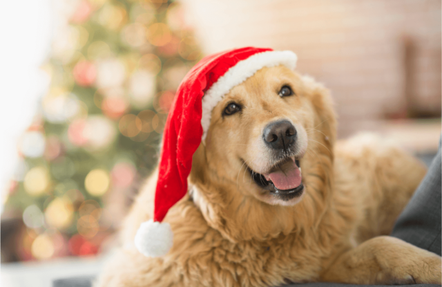 Christmas foods not to share with your dog