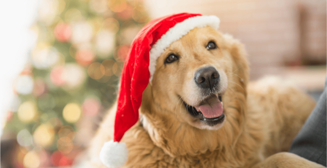 Christmas foods not to share with your dog