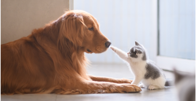 Kitten being introduced to household pets