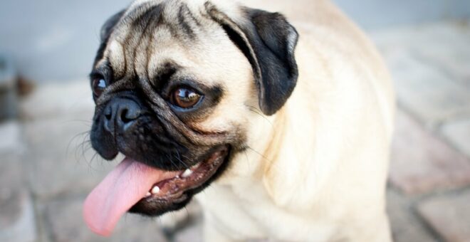 Your brachycephlic dog needs extra care in summer