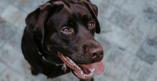 Dog showing healthy teeth thanks to good dental care