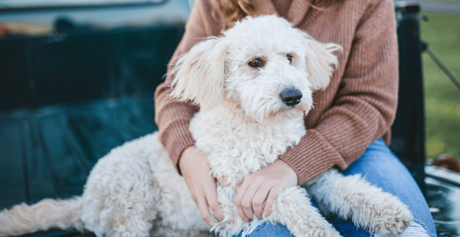 Pet dogs sometimes need diagnostic testing