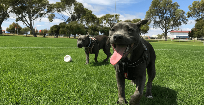 Dog parks are a common place for dogs to get infected with worms