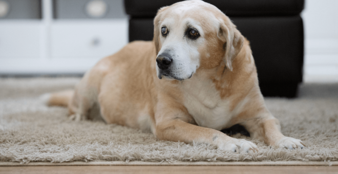 Senior dog with arthritis