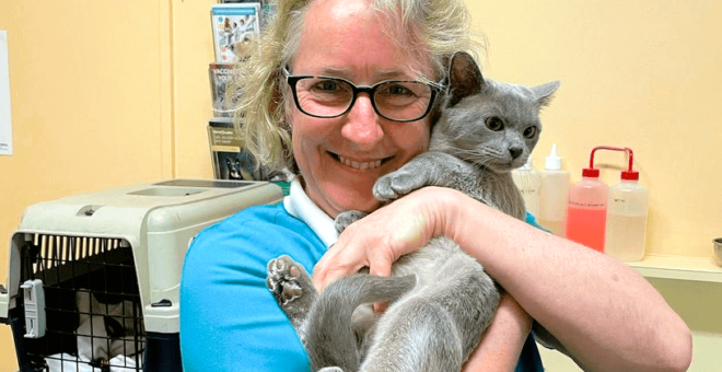 Cat at Moorabbin Vet Hospital experiencing a stress-free vet visit