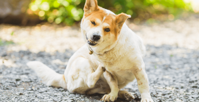 Pet dog itching due to seasonal allergies