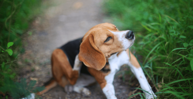 Dog with itchy ears