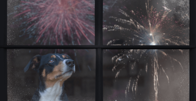 Dog watching fireworks