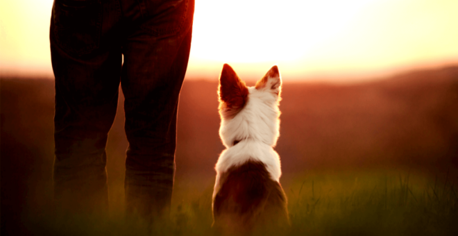 Pet euthanasia: Saying goodbye to your pet