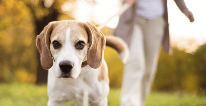 Dog getting its daily exercise