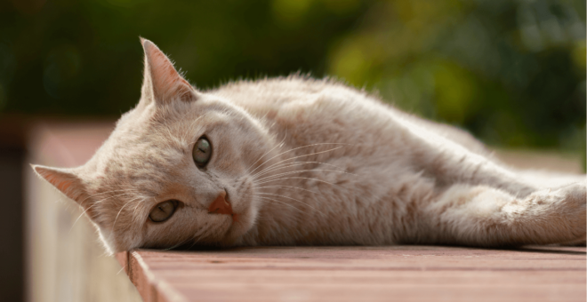 There are many reasons why your cat is losing weight