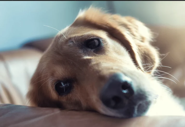 6 Signs Your Pet Needs To See a Vet Sooner Rather Than Later
