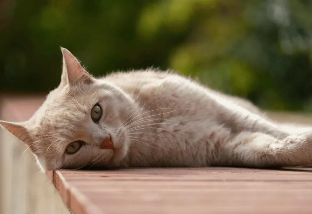 8 Possible Reasons Why Your Cat Is Losing Weight