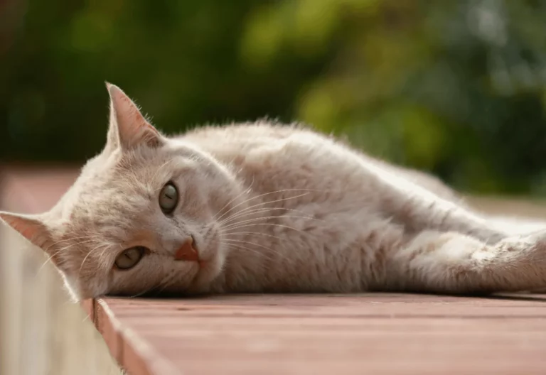 8 Possible Reasons Why Your Cat Is Losing Weight