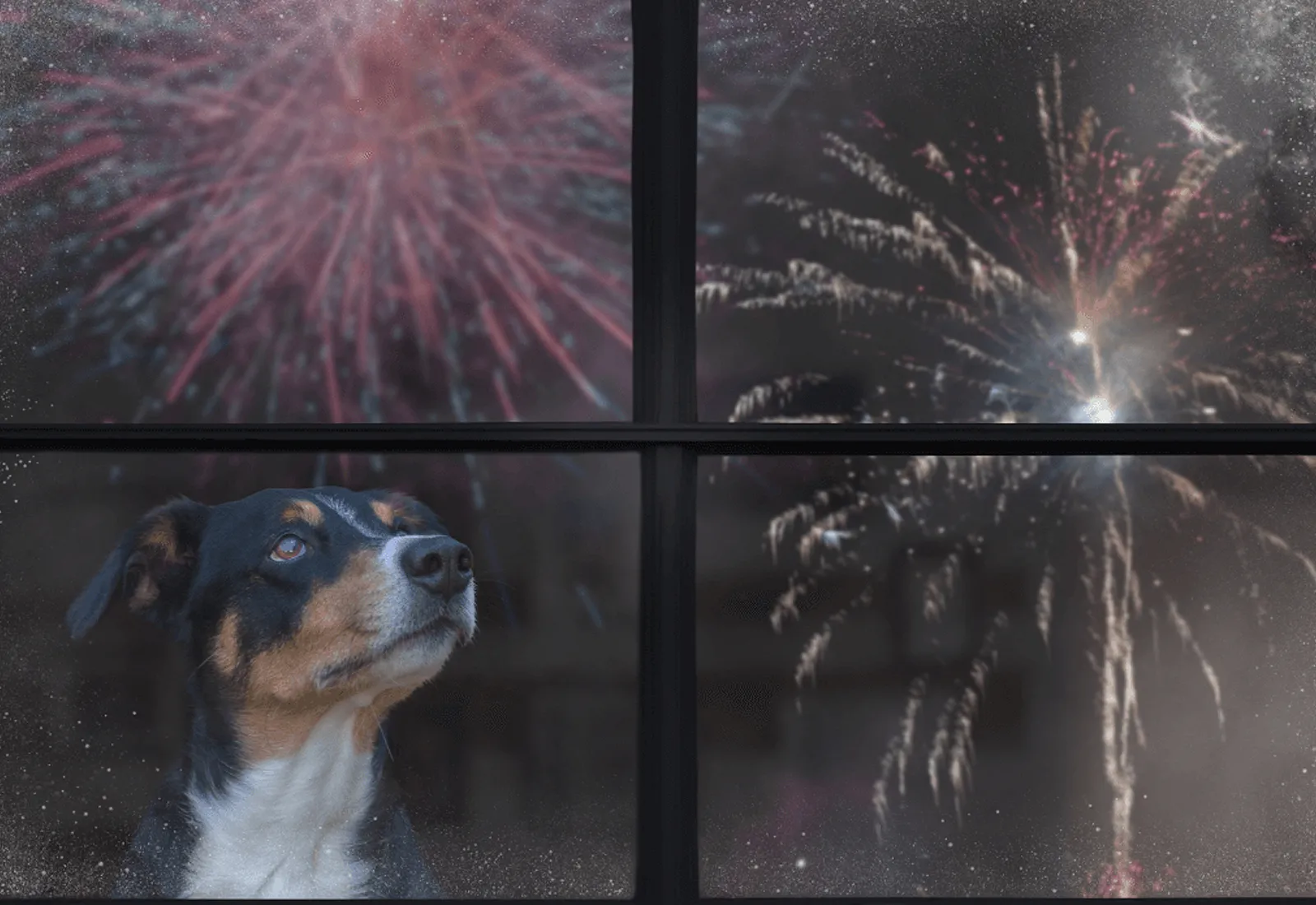 Dogs Protesting Fireworks 8 Ways To Help Your Dog Cope With Fireworks - Moorabbin Veterinary Hospital