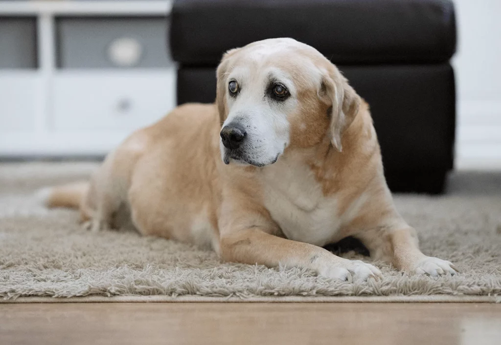 Arthritis And Your Senior Dog