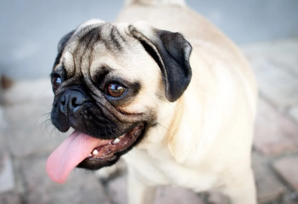 Caring For Your Brachycephalic Dog In Summer