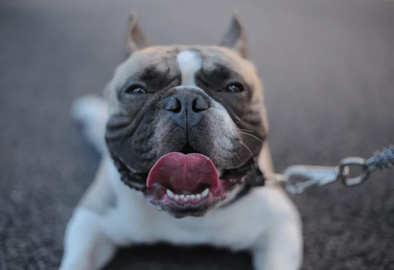 Caring For Your Pets In Summer