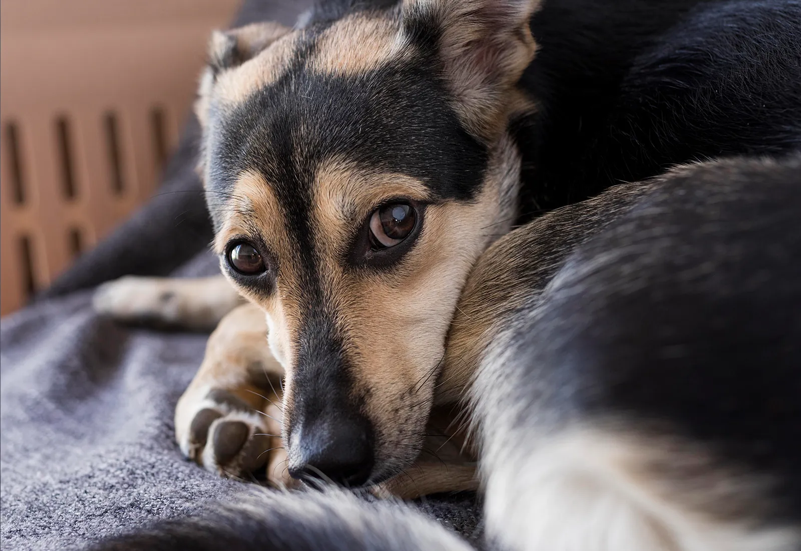 Chocolate Poisoning and Dogs - Moorabbin Veterinary Hospital
