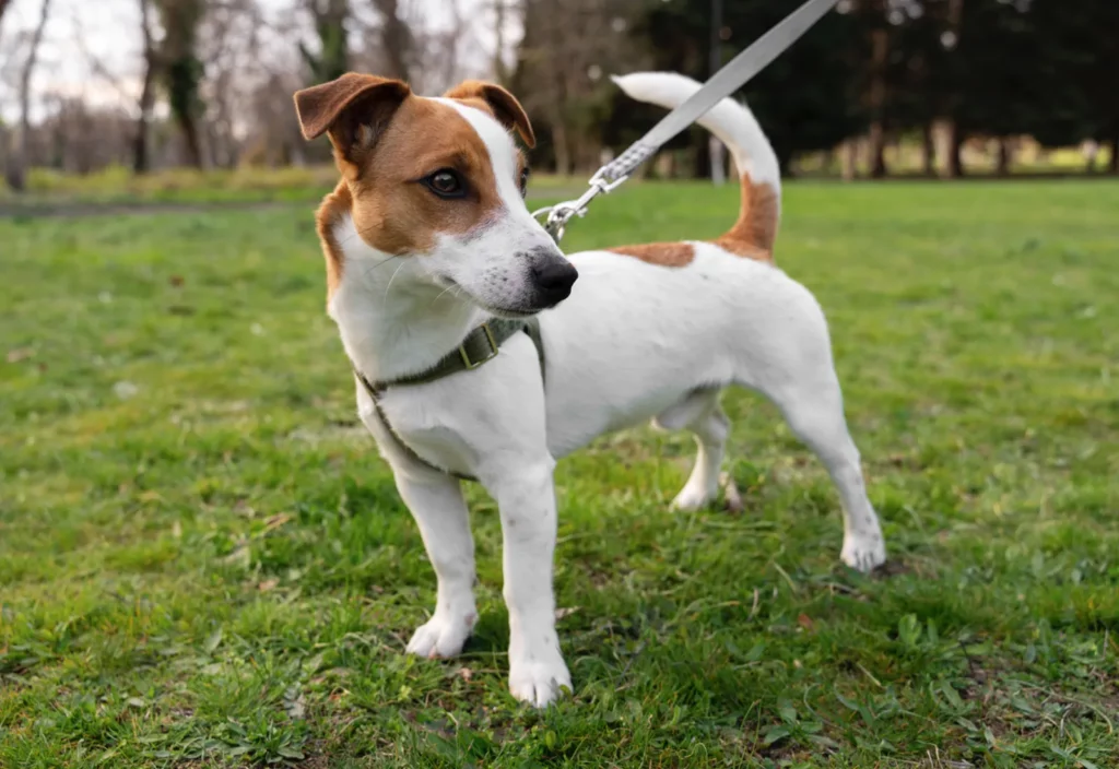 Choosing the Right Collar