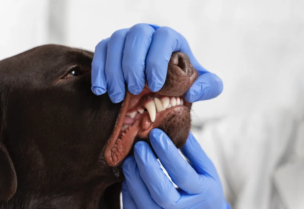 Dental Health for Dogs