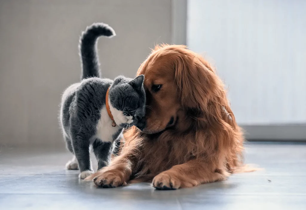 Desexing Your Cat Or Dog: What You Need To Know