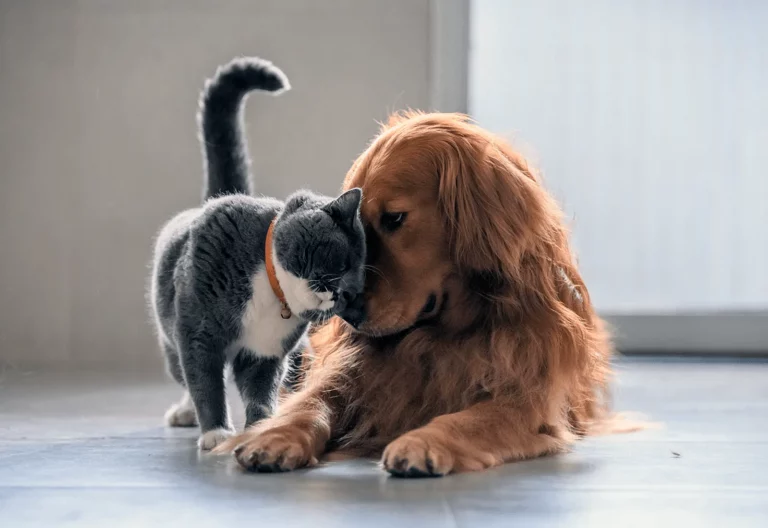 Desexing Your Cat Or Dog: What You Need To Know