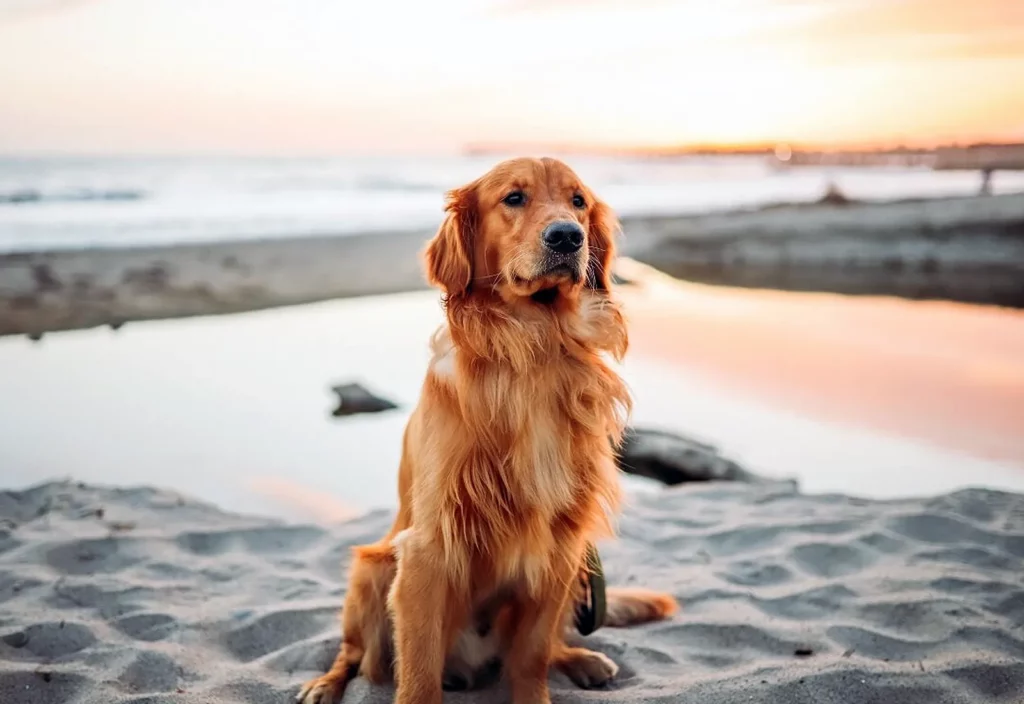 Diabetes In Dogs