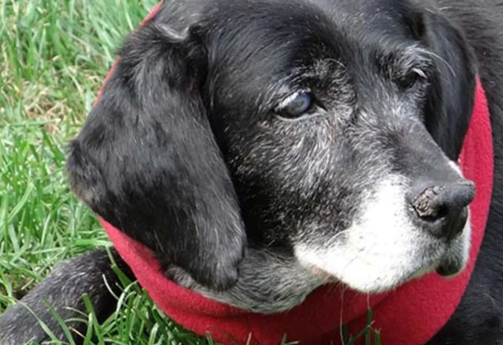 Dog Arthritis
