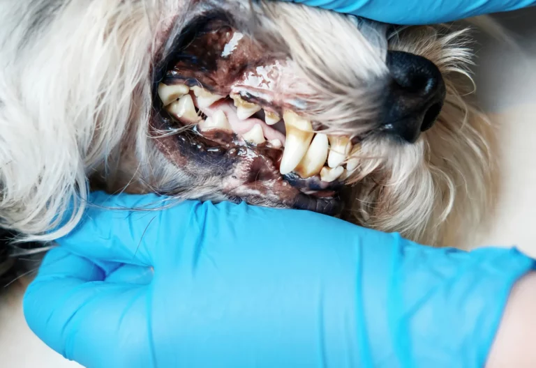 Gum Disease in Pets