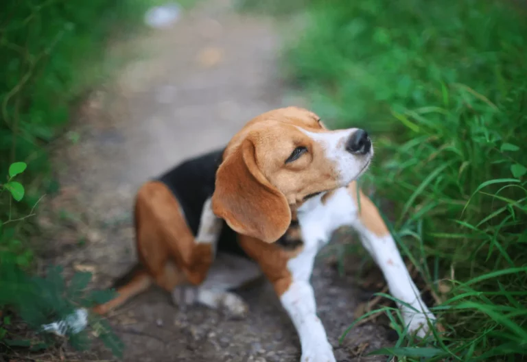 How Can I Tell If My Dog Has An Ear Infection?