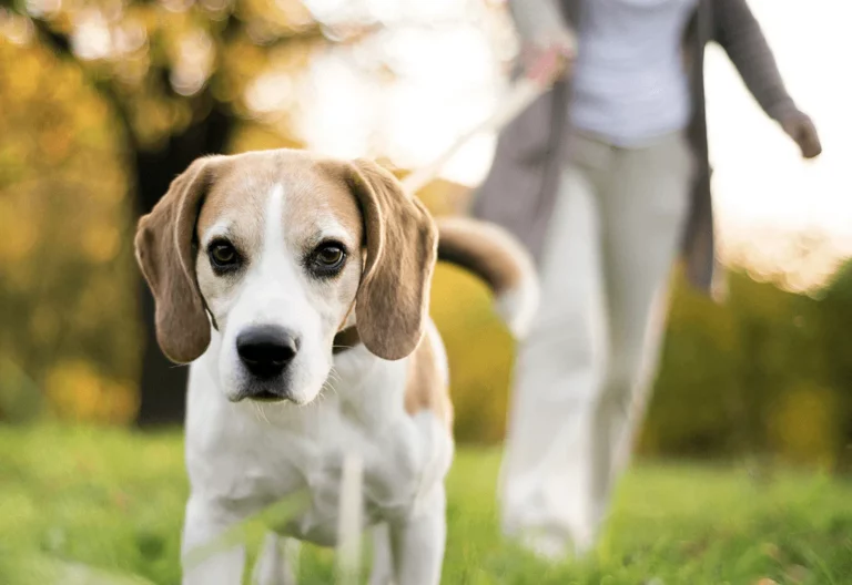 How Much Exercise Does My Dog Need?