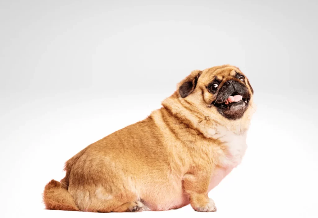How To Help Your Overweight Pet