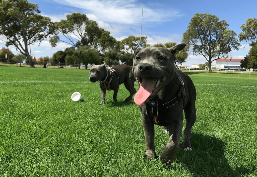 Intestinal Worms In Dogs