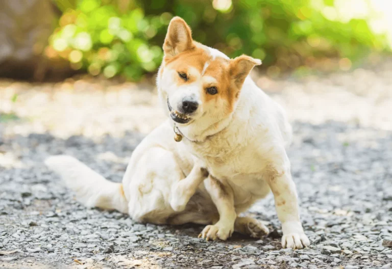 Managing your pet’s seasonal allergies