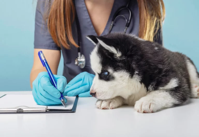 Microchips For Pets