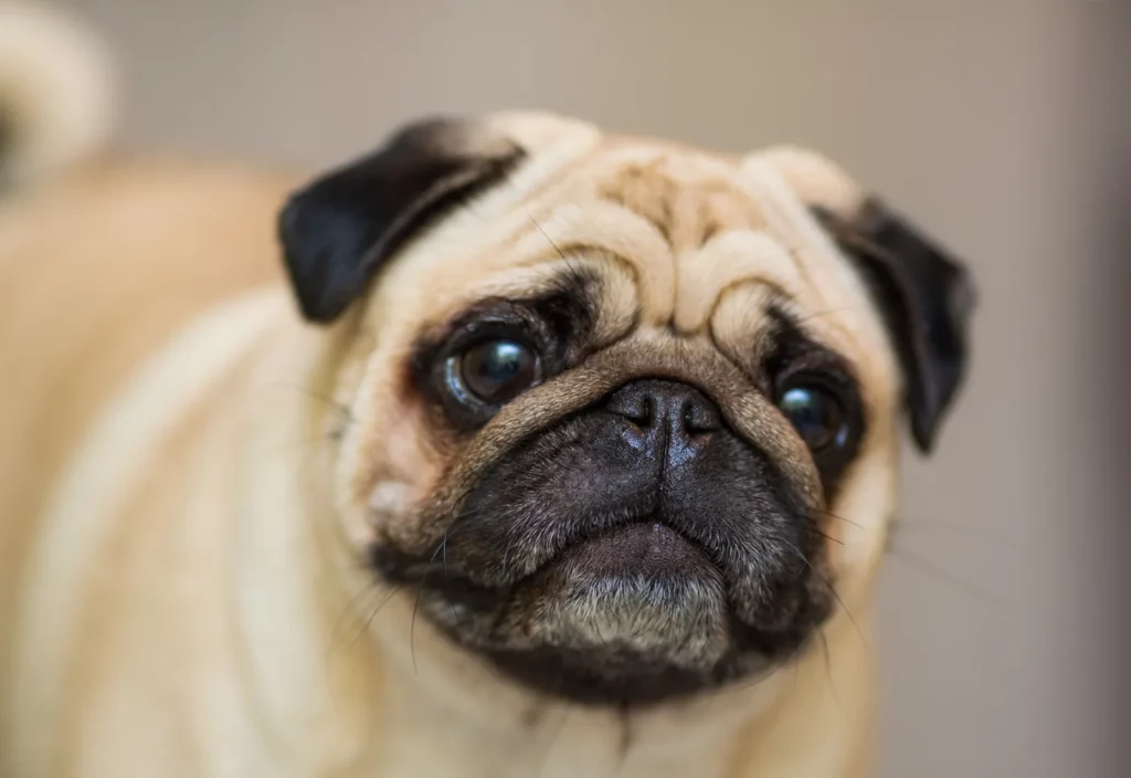 Overweight Pets