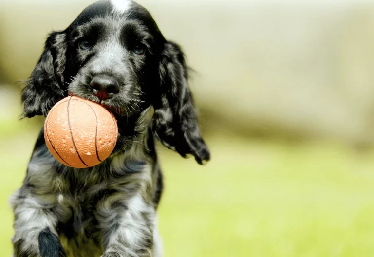 Safeguarding your dog against the dangers of parvovirus