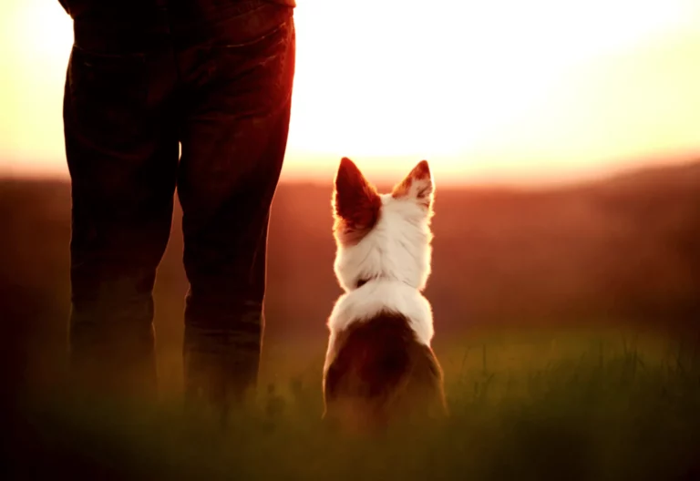 Saying goodbye to your pet: What to expect