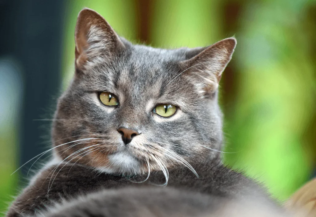 Senior Cat Care Tips