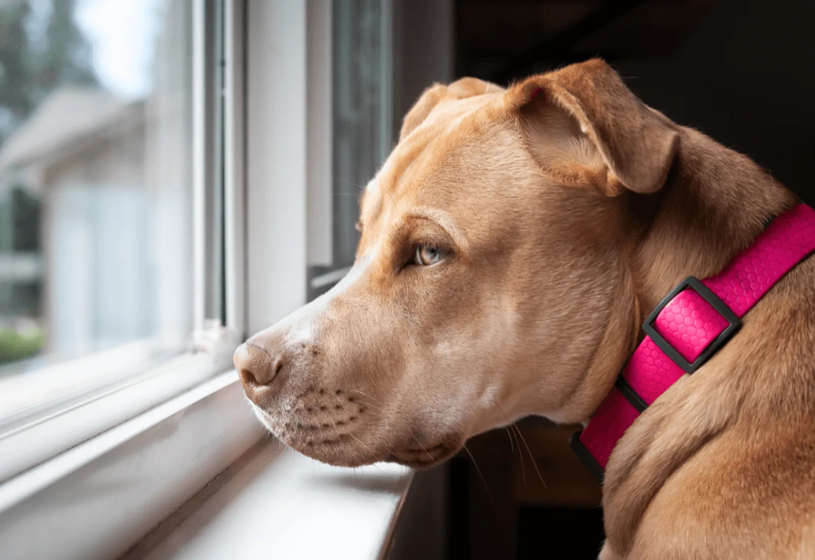View of Separation Anxiety: What You Can Do To Help Your Dog - Moorabbin ...