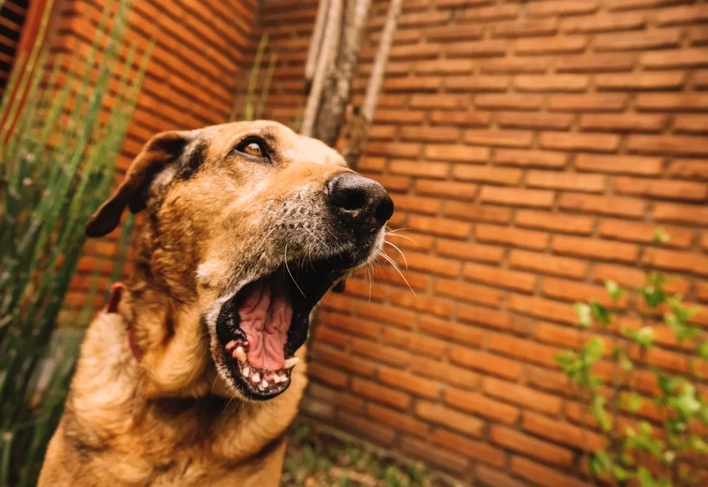 Stop the Barking