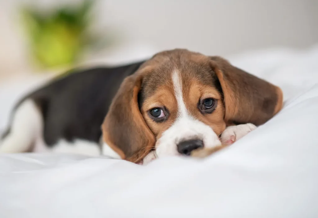 Understanding Anxiety In Dogs